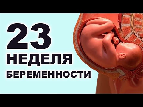 Что происходит с мамой и ребенком на 23 неделе беременности? 5 месяц беременности. Второй триместр.