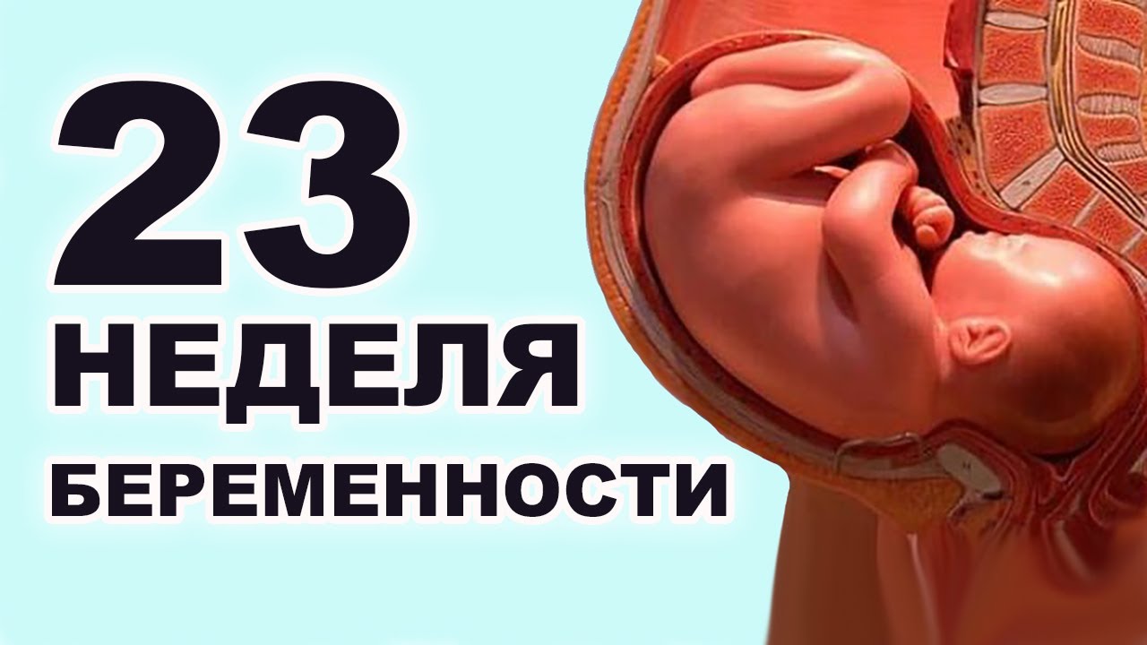 23 Неделя Беременности Фото Малыша