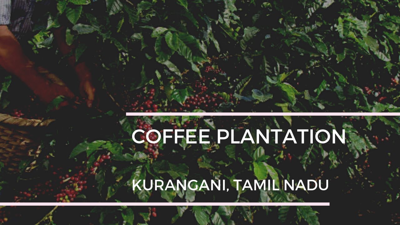Coffee Plantation in Kurangani, Tamil Nadu, india Bodi Theni Western