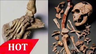 NOVA THE EVOLUTION OF SIZE Discovery Science Animals full documentary HD