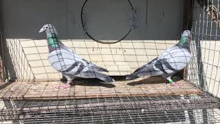 Blue Bar pair of Karel Meulemans