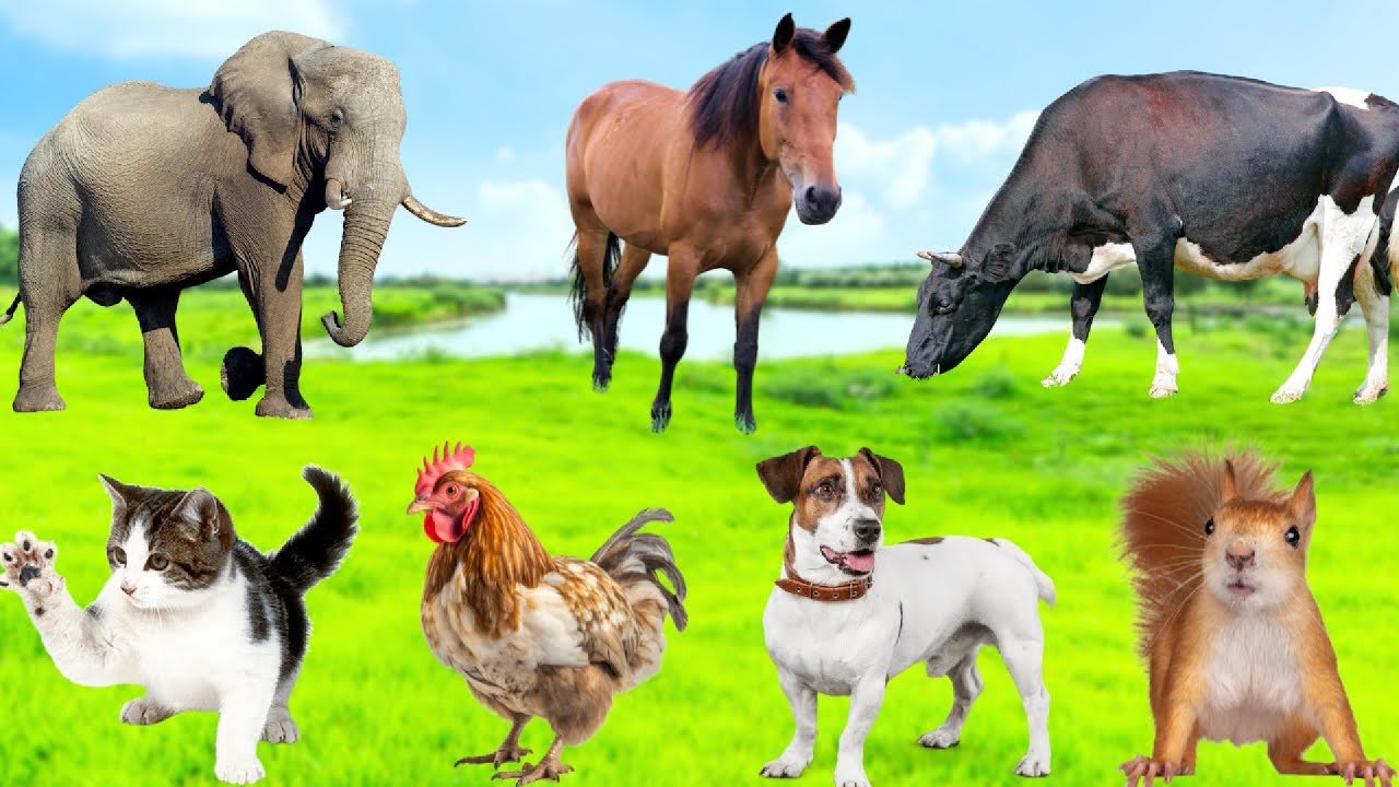 A Compilation of Amazing Animal Sounds and Videos: Panda, Camel, Cat ...