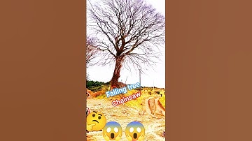 Falling tree Amazing skill chainsaw! #wood #treecutting #fall #tree #treefelling #shortsfeed #how