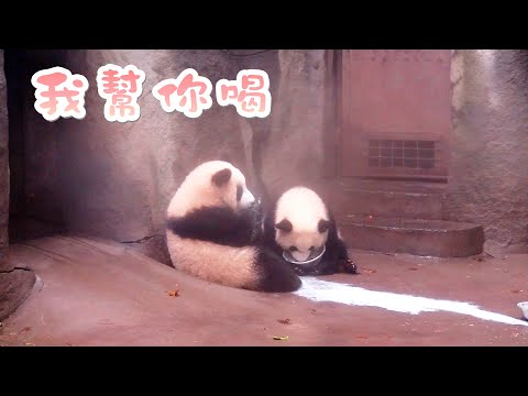 《熊貓早晚安》喝不完別浪費，我的肚子有空位 | iPanda熊貓頻道