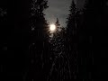 The Forest Weeps Softly Beneath the Moonlight  #relax #rainyday #rain #sleep #moon  #rainsounds