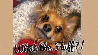 What The Fluff Challenge!