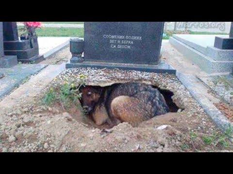 Video: The Most Loyal Dogs In The World: Top 10