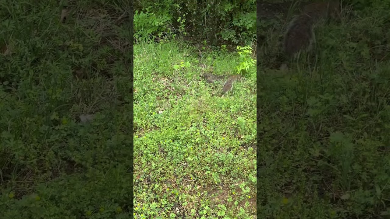 Another squirrel release