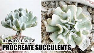 How To Easily Procreate Succulents