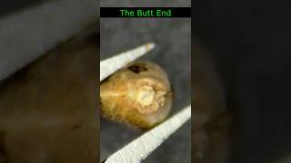 Sativa vs Indica Seeds Under Microscope 🔬 ASMR #shorts