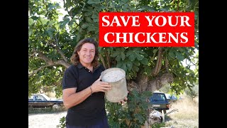 How to save your chicken after an attack fron a dog, cat, fox