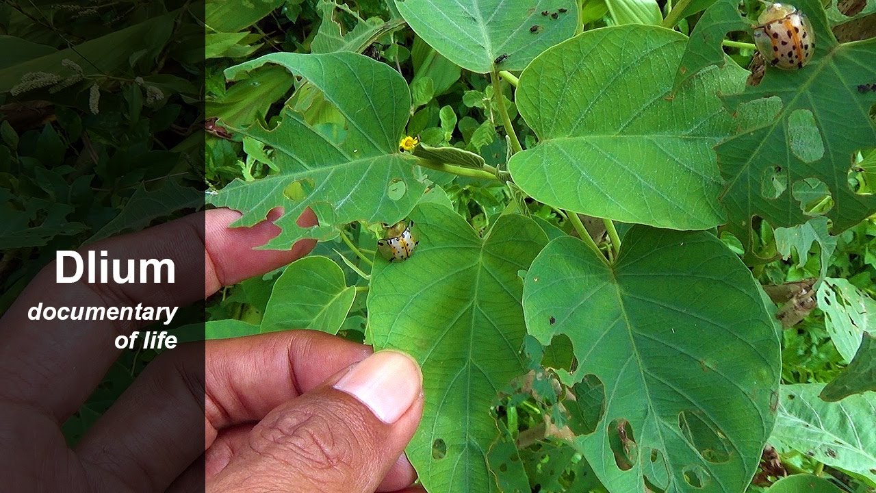Spotted tortoise beetle (Aspidimorpha miliaris)