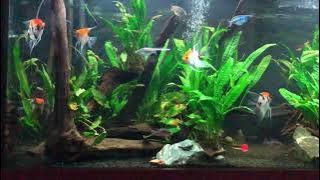 Akuarium Ikan Manfish dan Botia | 5 feet tank with angelfish and clown loaches (September 2020)
