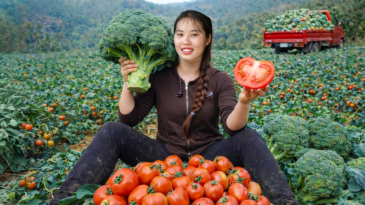 Harvesting Tomatoes and Broccoli in the Garden | Selling at the Market with My Son and Daughter
