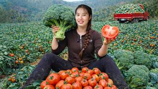 Download Lagu Harvesting Tomatoes and Broccoli in the Garden | Selling at the Market with My Son and Daughter MP3