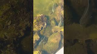 Big Fish in the Sunny Isles Beach, Florida Bay! #fish #bay #waves