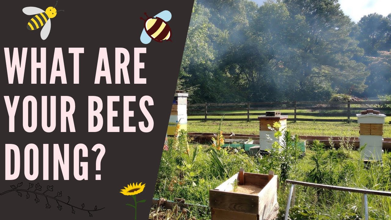 What are your bees doing? Beginner Beekeeper Episode 11 - YouTube