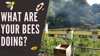 What are your bees doing?  Beginner Beekeeper Episode 11