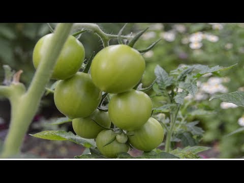 Video: Spraying Cucumbers With Milk With Iodine: Why You Need It And How To Do It Right