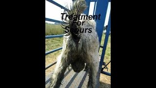 Goat scours treatment