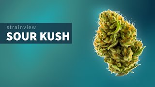 Sour Kush - StrainView