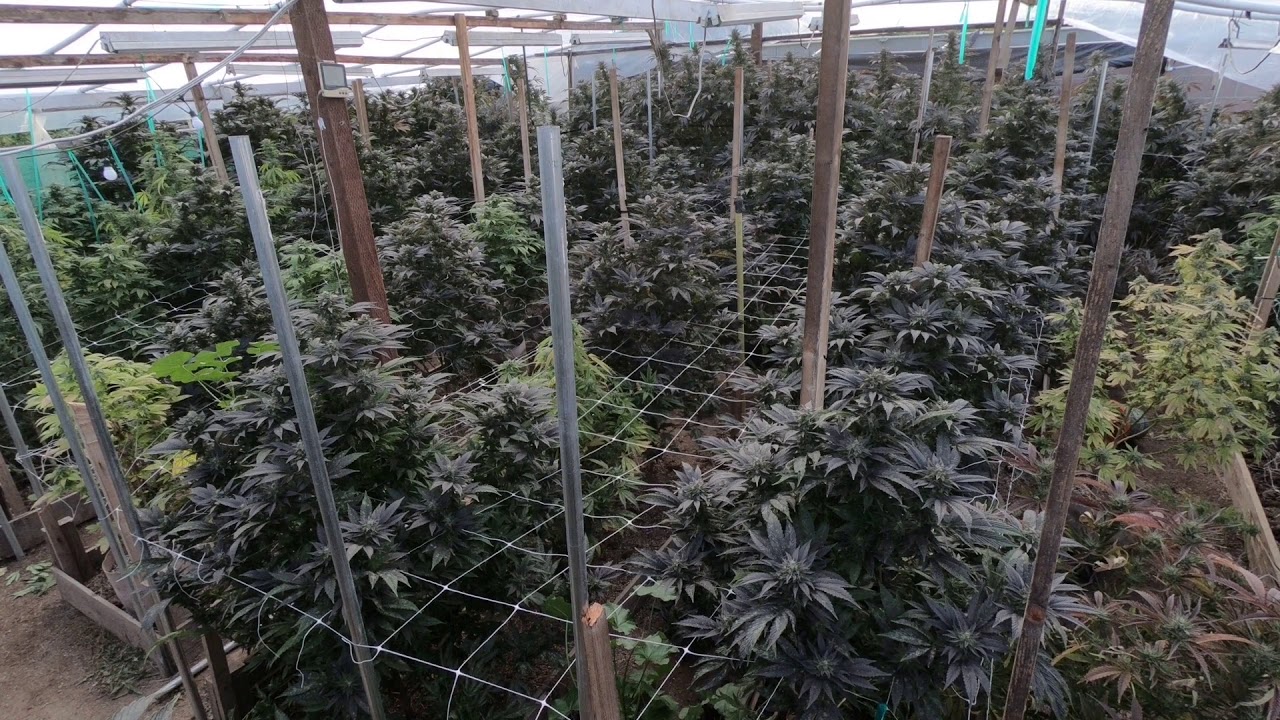 Lacksley Castell   My Collie Tree (HD)