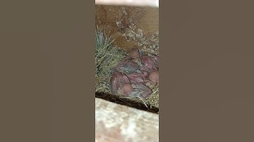 Beautiful Fawn Java chicks | Birds Fusion #Shorts