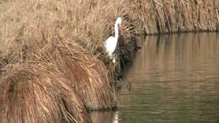 Airone Bianco A Pesca