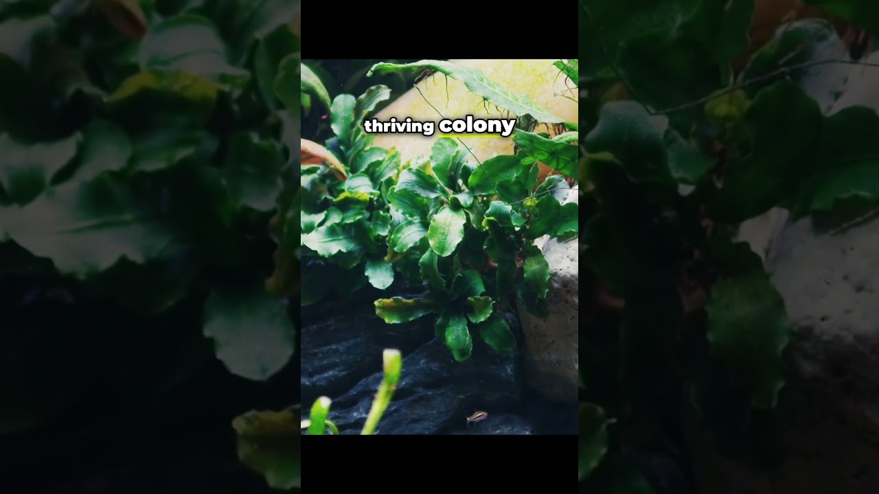 DIY Aquarium Scuds: Easy Steps for Beginners