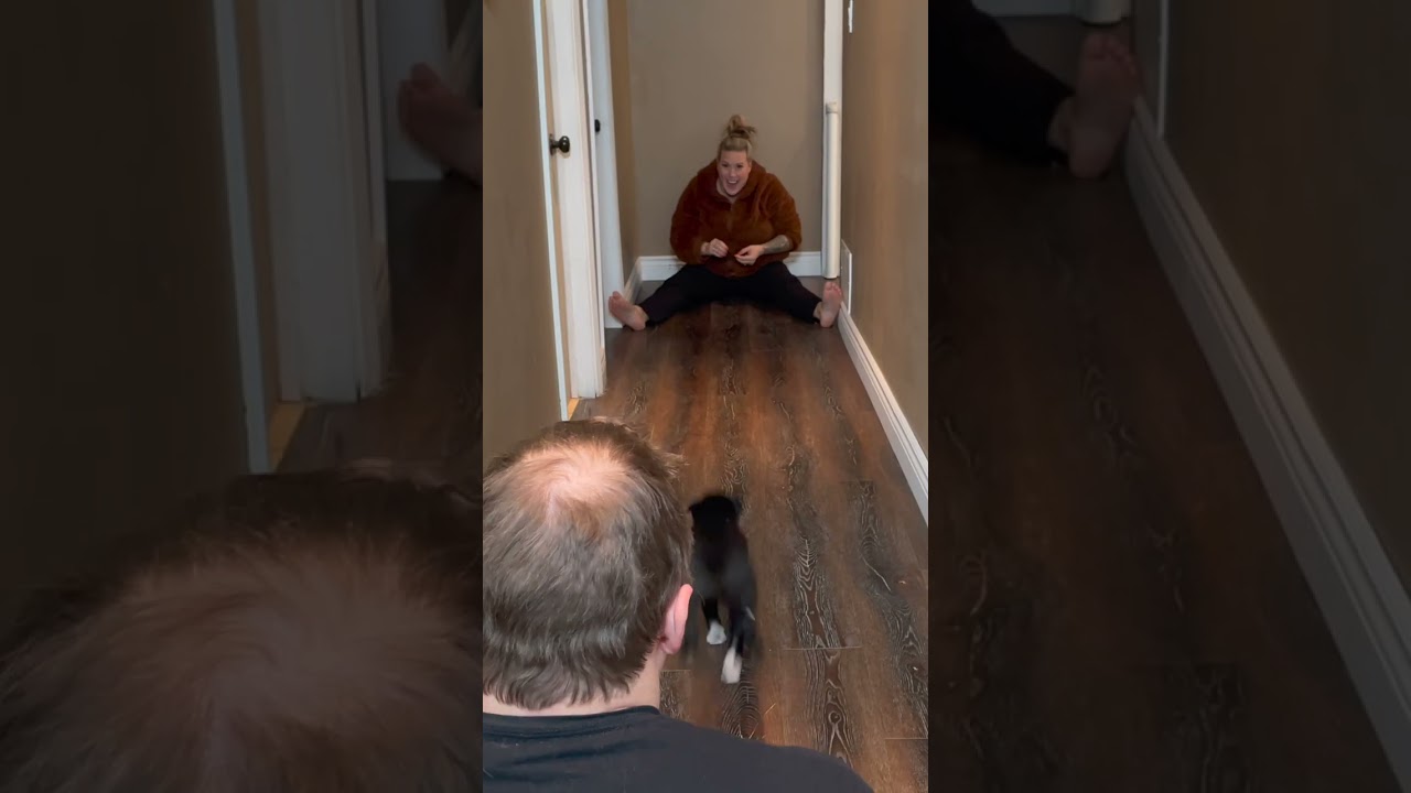 Puppy Training For A Stress Free Evening