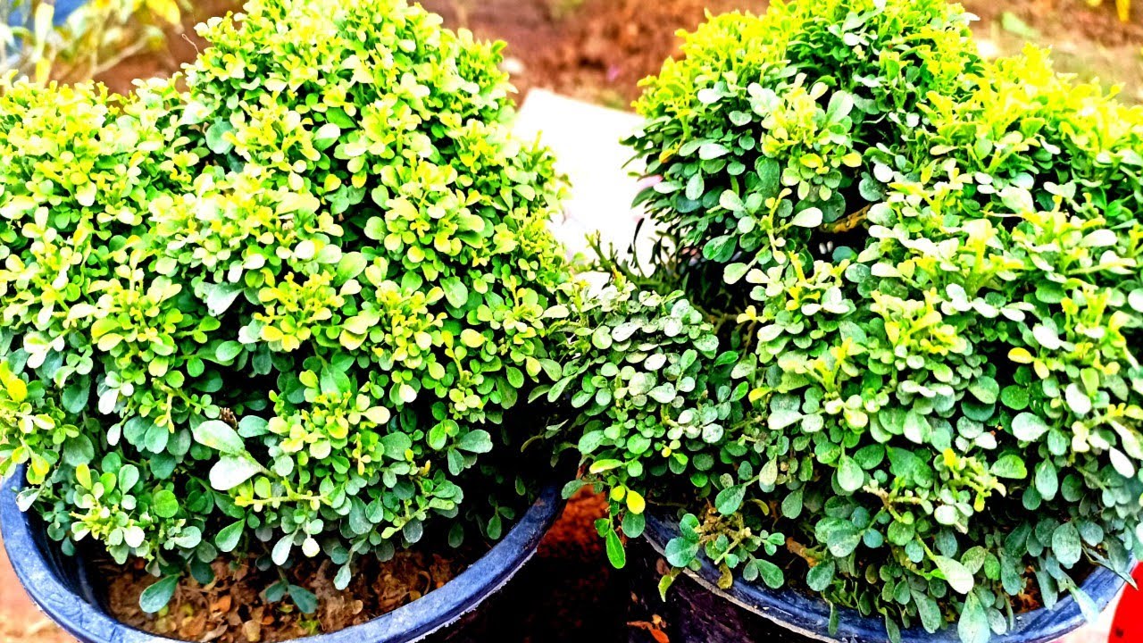 TableKamini Plant Grow &Care ll Table kamini murraya, paniculata care