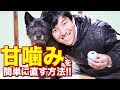子犬の甘噛みは●●を使えば簡単に直せます！ワンちゃんの甘噛みの原因もお教えします。