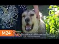 Огромный пес бросается на людей в подмосковном поселке - Москва 24
