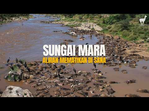 Sungai Mara: Aliran Air Ganas dan Mematikan di Tengah Sabana