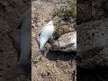 Уелги,Сугояк 2 езжайте в Астрахань на рыбалку