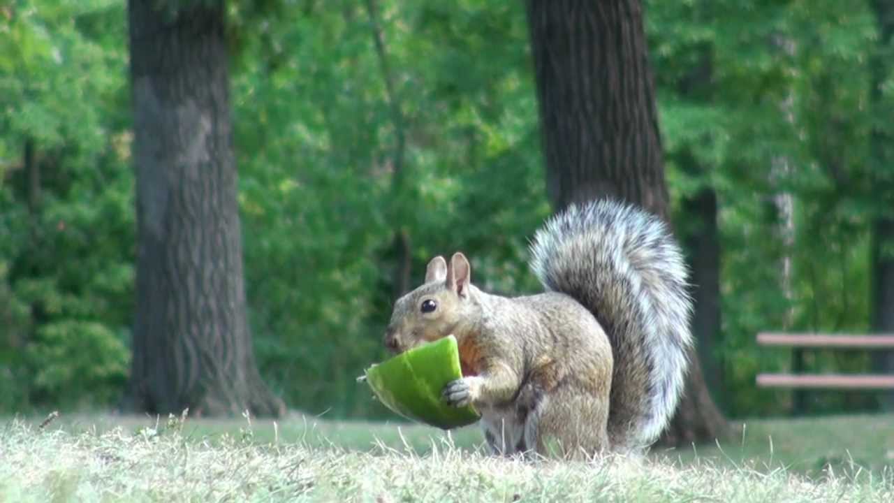 A Squirrel Eats Watermelon YouTube