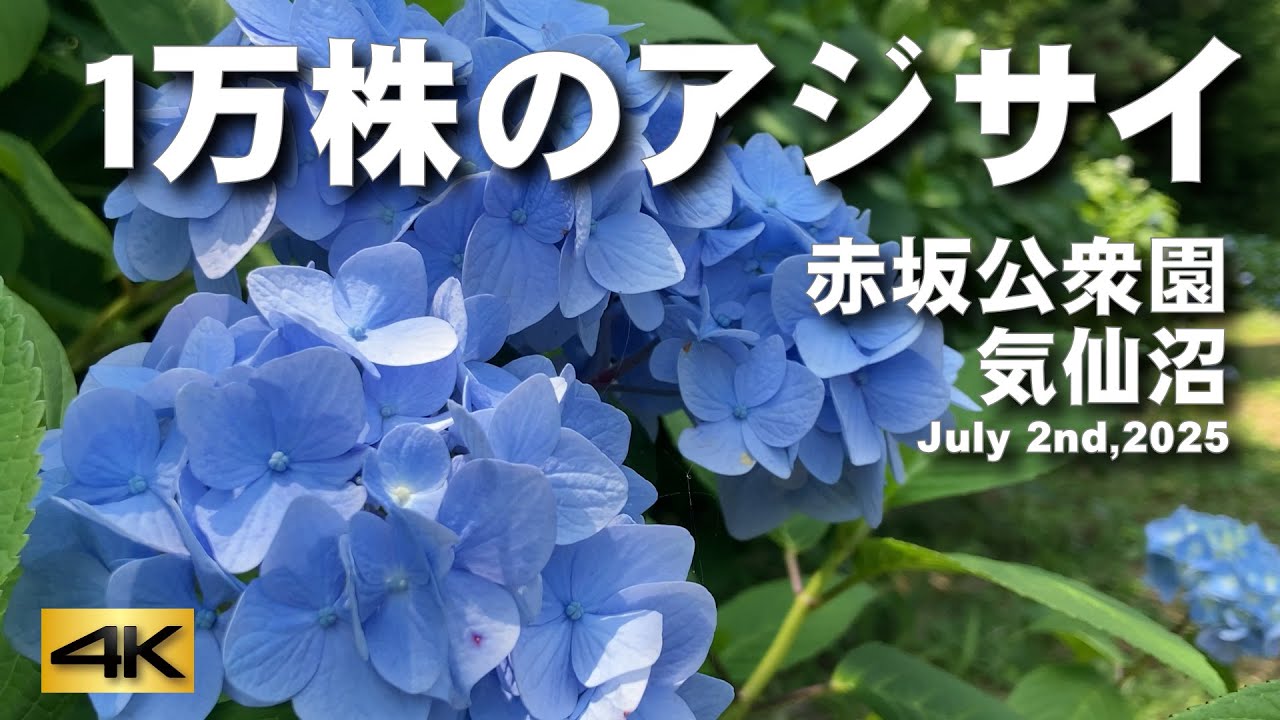 1万株のアジサイ】赤坂公衆園・気仙沼 July 2nd,2025 - YouTube