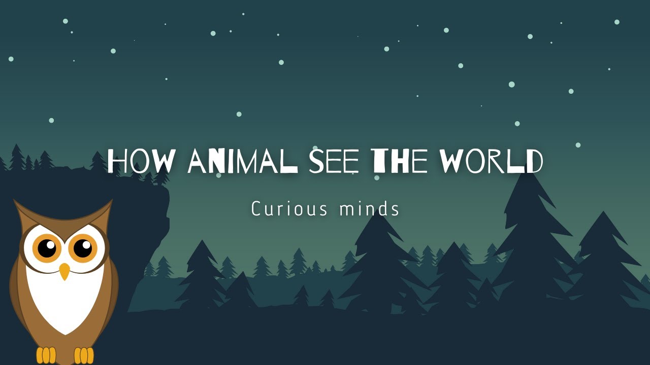 Seeing the World Through Animal Eyes. Prepare to Be Amazed!