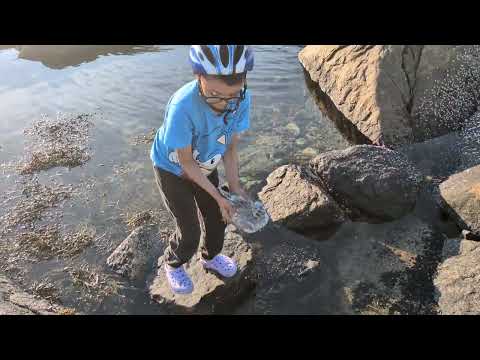 He Swam Wait For Him To Give Him Food Cuta Bird 