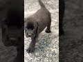 8810623046 Labrador puppy booking open healthy trained vaccinated labrador available contact now