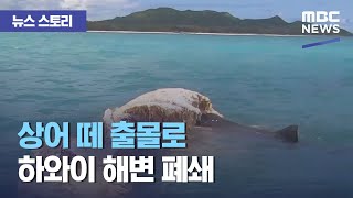 [뉴스 스토리] 상어 떼 출몰로 하와이 해변 폐쇄 (2021.04.15/뉴스외전/MBC)