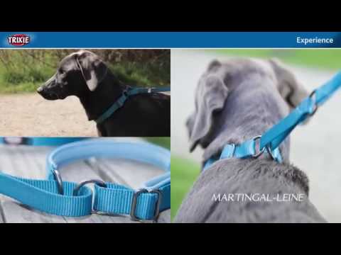Βίντεο: Μονή συμπεριφορά σκύλου