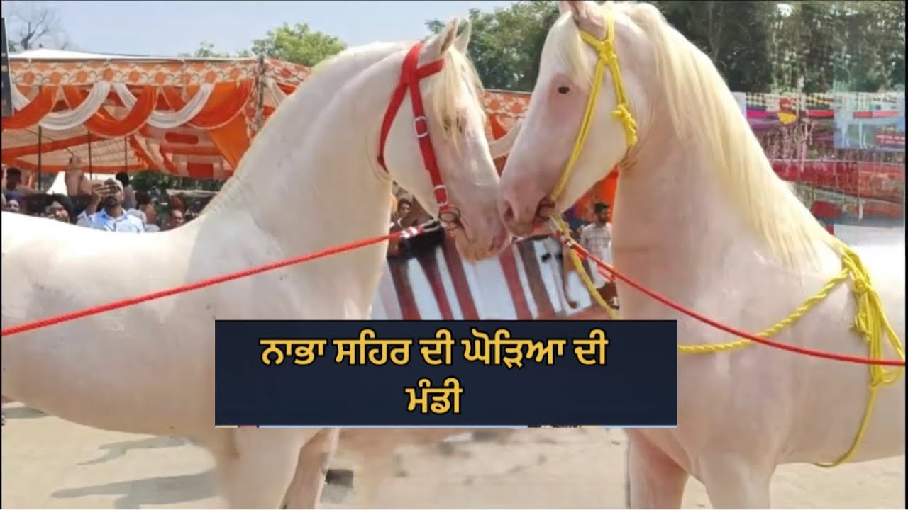 ਨਾਭਾ ਸਹਿਰ ਘੋੜਿਆ ਦੀ ਮੰਡੀ ਇੱਥੇ ਮਿਲਦੇ ਨੇ ਸ਼ਾਹੀ ਨਸਲ ਦੇ ਘੋੜੇ | ਵਪਾਰੀਆਂ ਨਾਲ ਖ਼ਾਸ ਗੱਲਬਾਤ ਤੇ ਲੋਕੇਸ਼ਨ