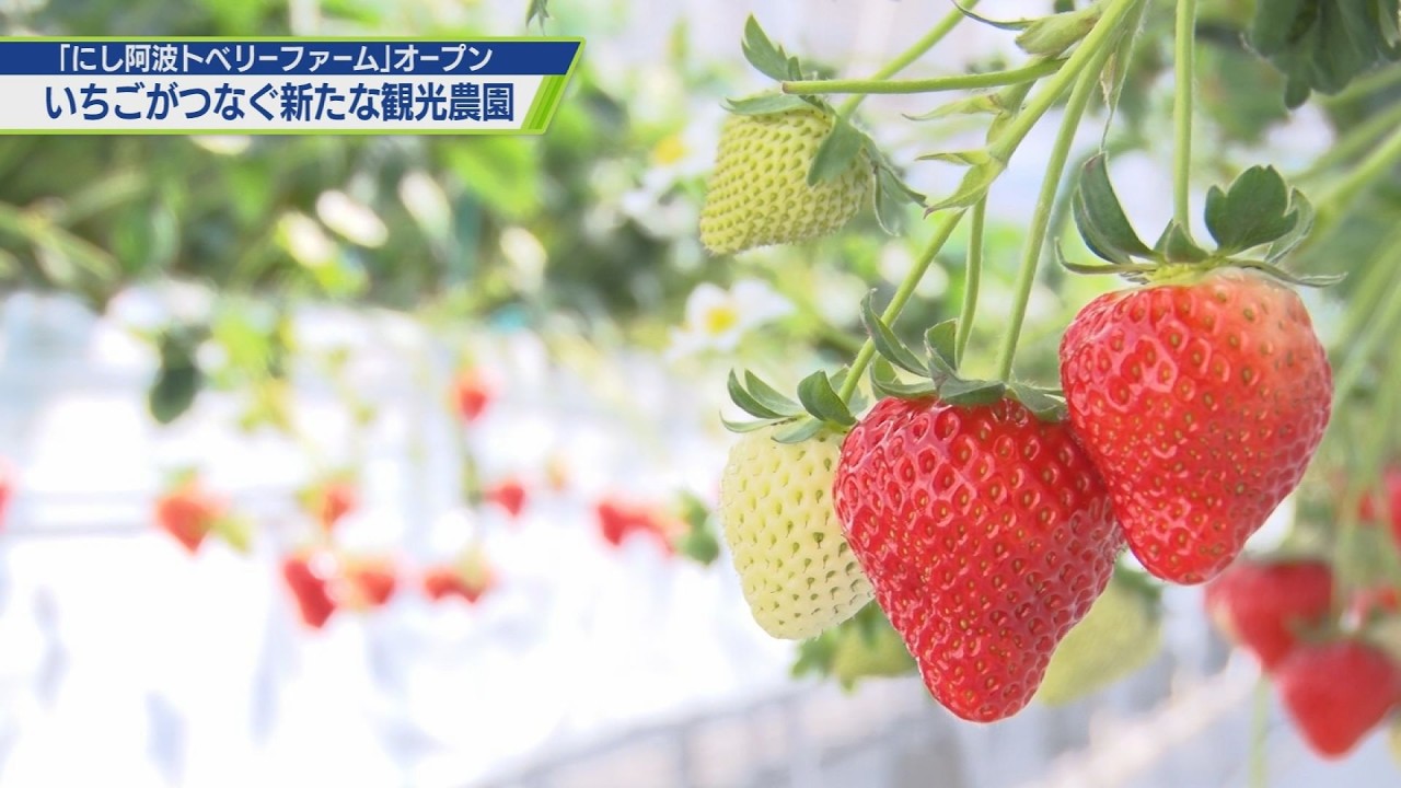 Strawberries connect people! Experiential tourist farm opens [TV