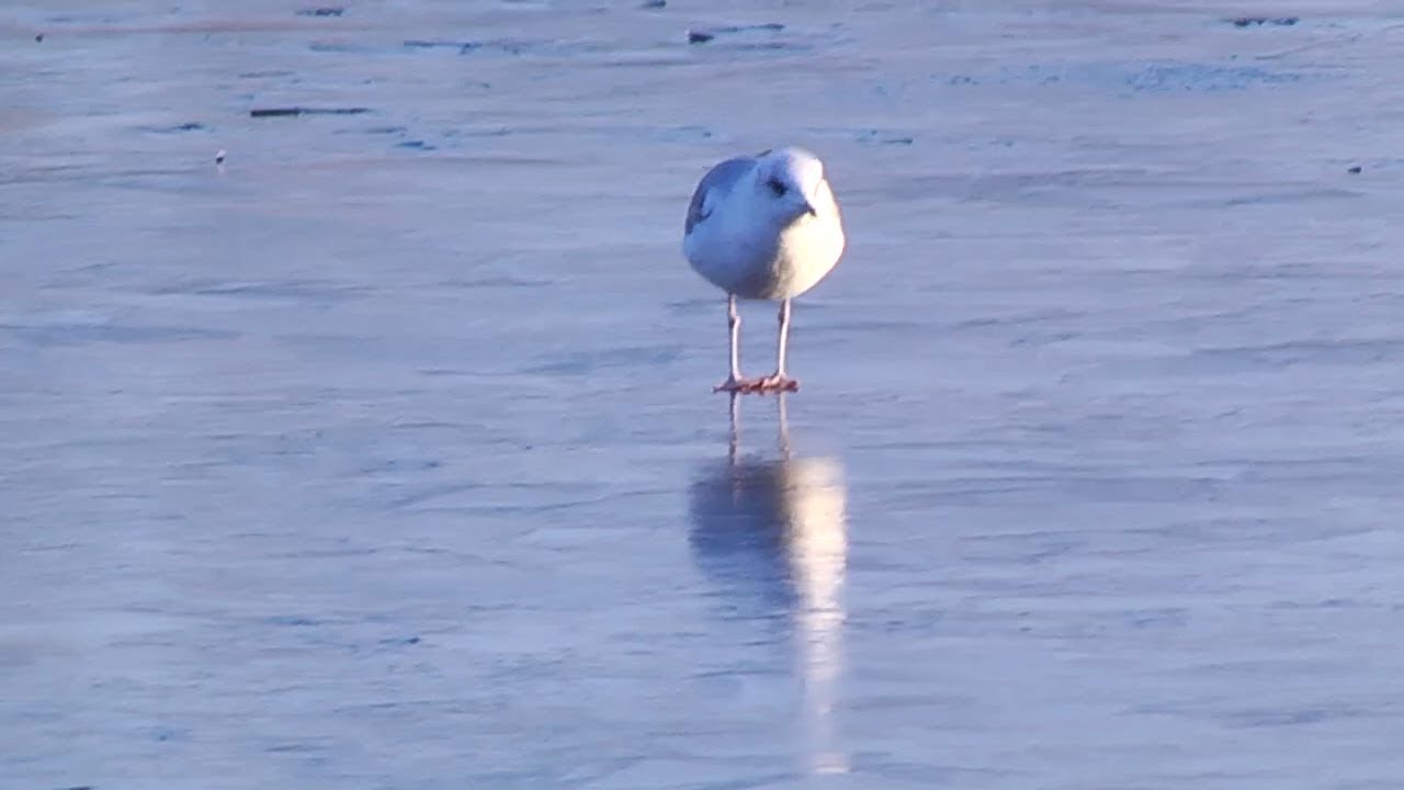 Объектив 16 01 20 Подготовка к Крещению - YouTube