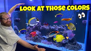 Adding Most Colorful Saltwater Fish To Re Scaped Reef Fish Tank