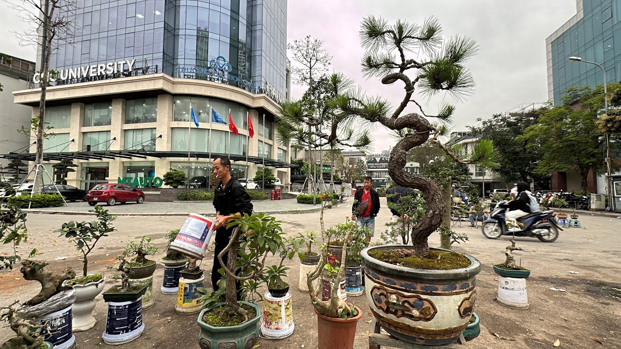300K CÓ NGAY CÂY BONSAI ĐẸP - PHIÊN CHỢ NGÀY RẰM THÁNG GIÊNG, NGUYỆT NHIỀU LỘC