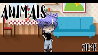 Animals Meme Gl