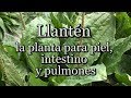 Llantén: la planta para piel, intestino y pulmones (con Josep Pàmies)