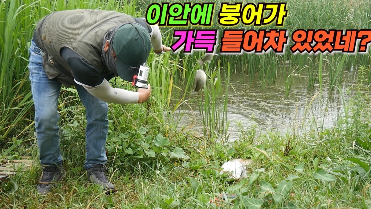 이안에 붕어가 가득 들어차 있었네??? 부들밭 붕어낚시